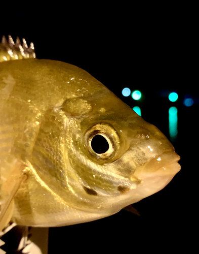 タナゴの釣果