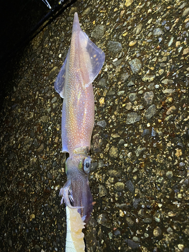 ヤリイカの釣果