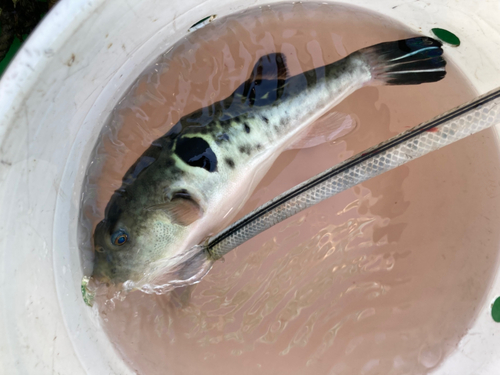 トラフグの釣果