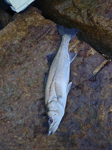 セイゴ（マルスズキ）の釣果