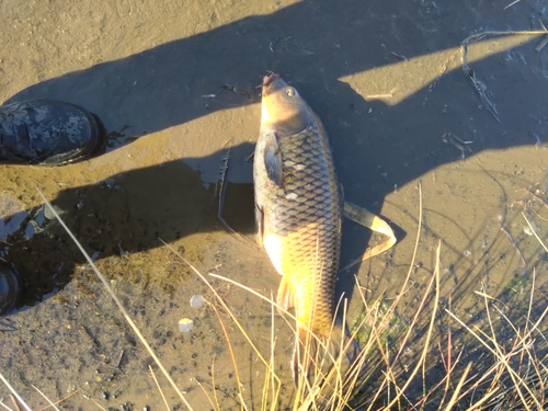 コイの釣果