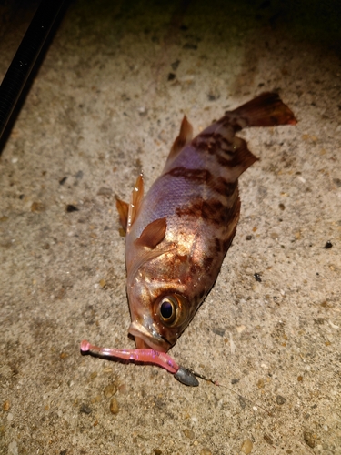 アカメバルの釣果