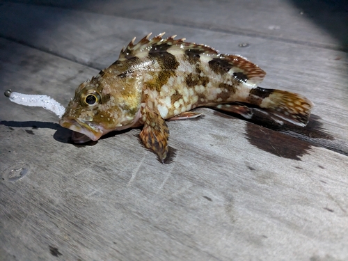 カサゴの釣果