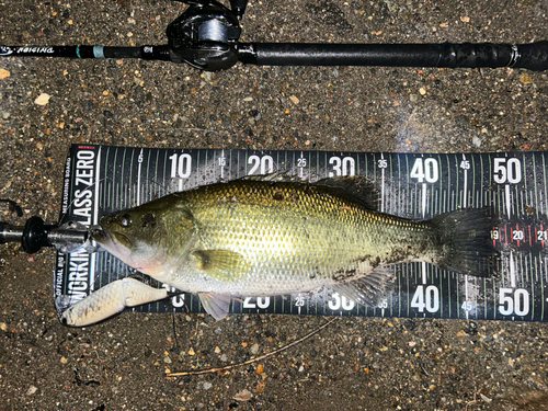 ブラックバスの釣果