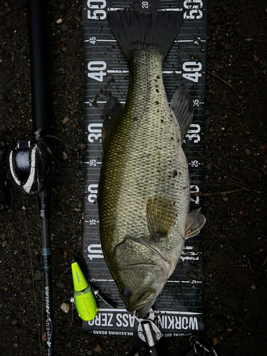 ブラックバスの釣果