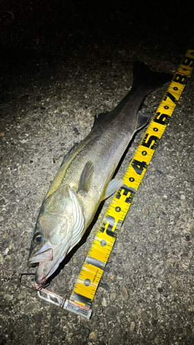 シーバスの釣果