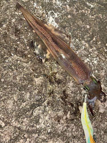 ヤリイカの釣果