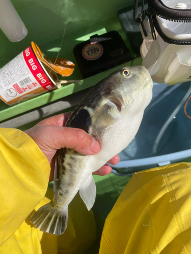 アカメフグの釣果