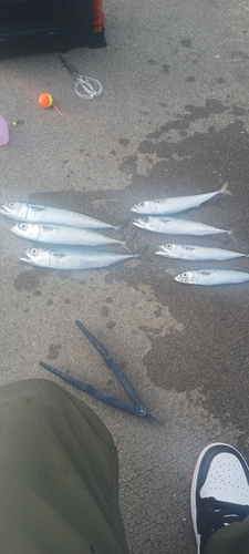 サバの釣果