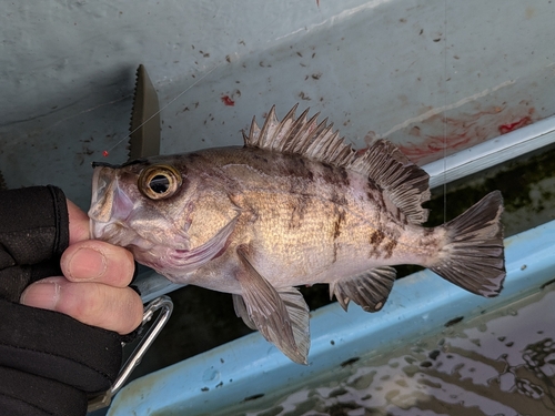 メバルの釣果