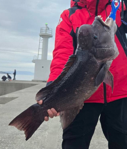 コブダイの釣果