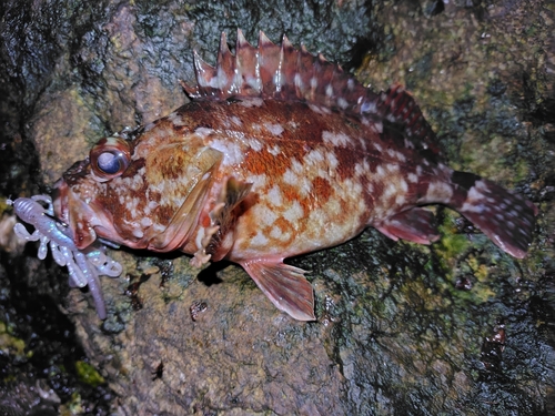 カサゴの釣果