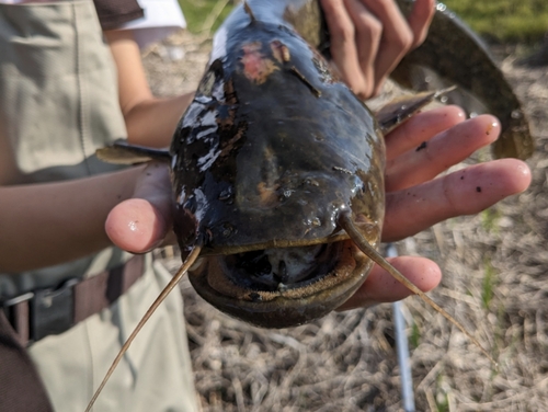 ニホンナマズの釣果