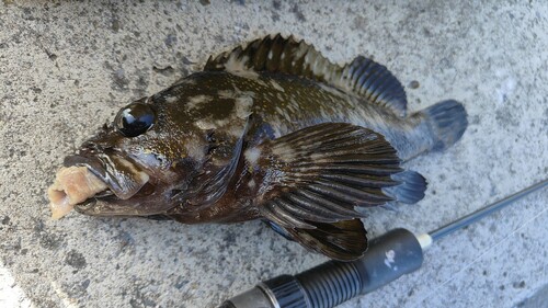 オウゴンムラソイの釣果