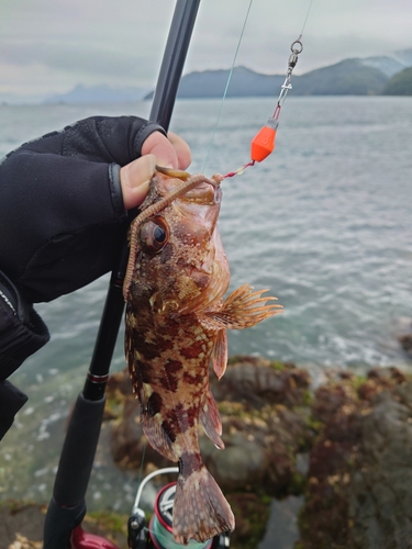 アラカブの釣果