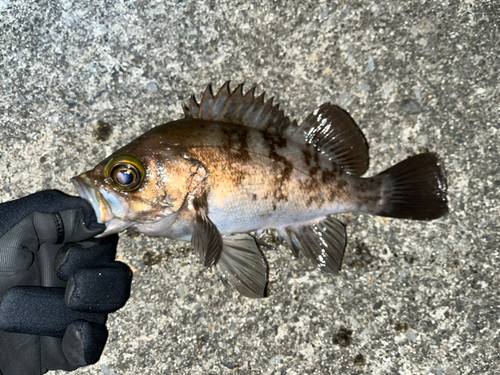 メバルの釣果