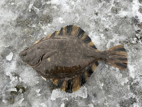 カワガレイの釣果