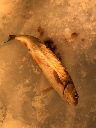 ウグイの釣果