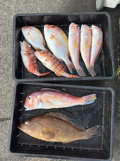 アマダイの釣果