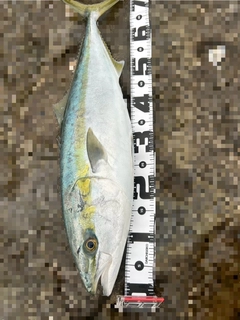 ヤズの釣果