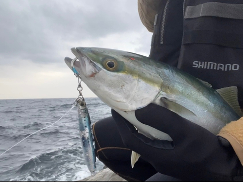 イナダの釣果