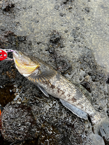 アブラコの釣果