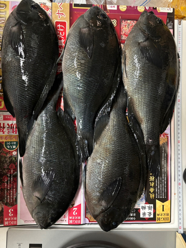 クチブトグレの釣果