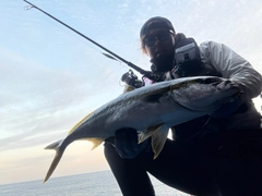 ヒラマサの釣果