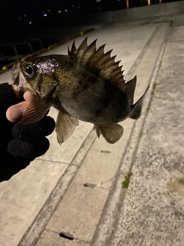 シロメバルの釣果