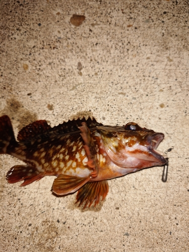 カサゴの釣果