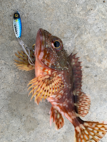 カサゴの釣果