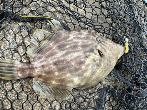 カワハギの釣果