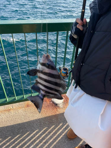 サンバソウの釣果