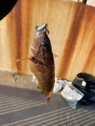 アカササノハベラの釣果