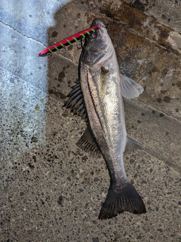 シーバスの釣果