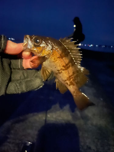 メバルの釣果