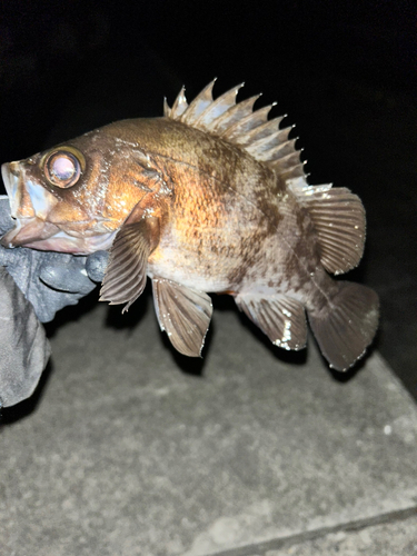 シロメバルの釣果