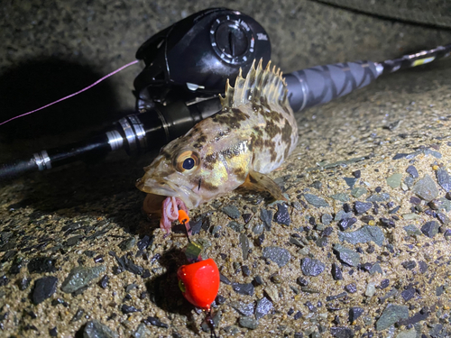 ベッコウゾイの釣果