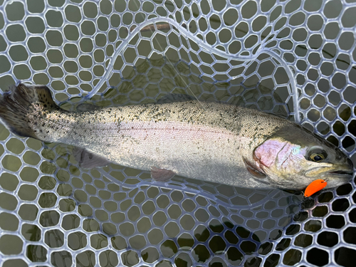 ニジマスの釣果