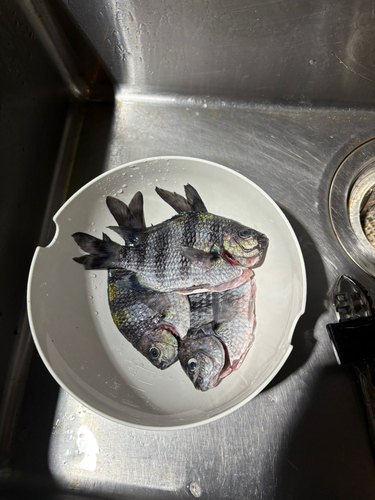 オヤビッチャの釣果