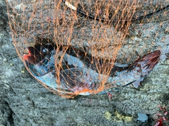 ブダイの釣果