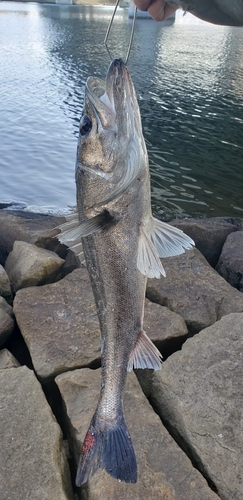 スズキの釣果