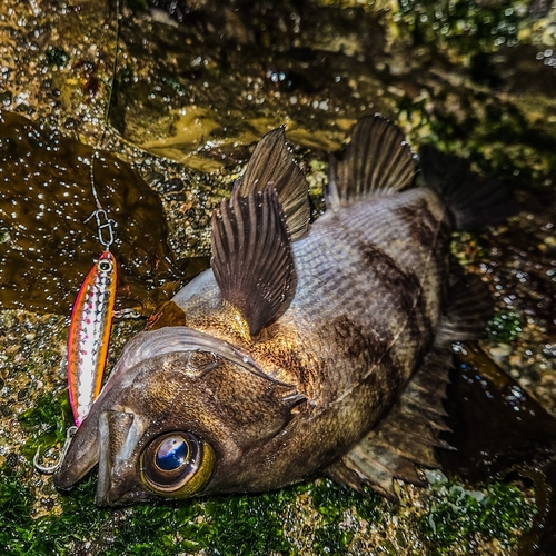 シロメバルの釣果