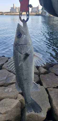 ハネ（マルスズキ）の釣果