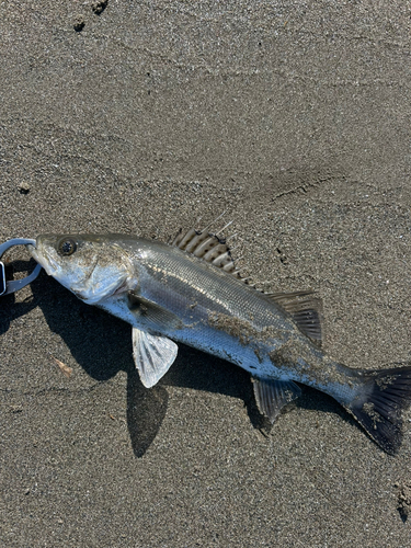 セイゴ（マルスズキ）の釣果