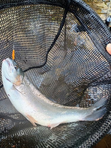 ニジマスの釣果