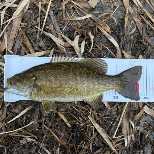 スモールマウスバスの釣果