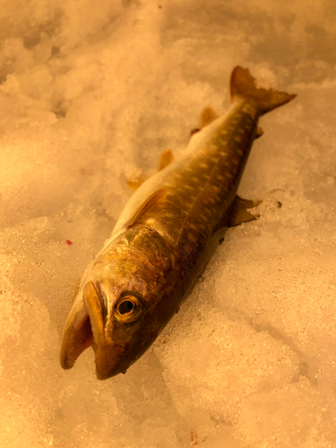 アメマスの釣果