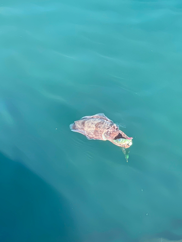 コウイカの釣果