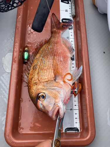 マダイの釣果